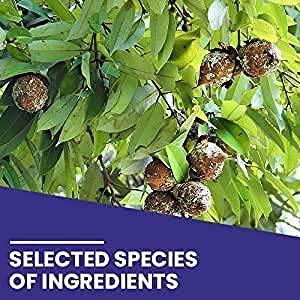 Kamdhenu Laboratories Kamdhenu Nagkesar Powder 100 grams, Pack of 1| Mesua Ferrea Powder | Nag Kesar Powder| Ochrocarpus Longifolius | Cobra\'s Saffron