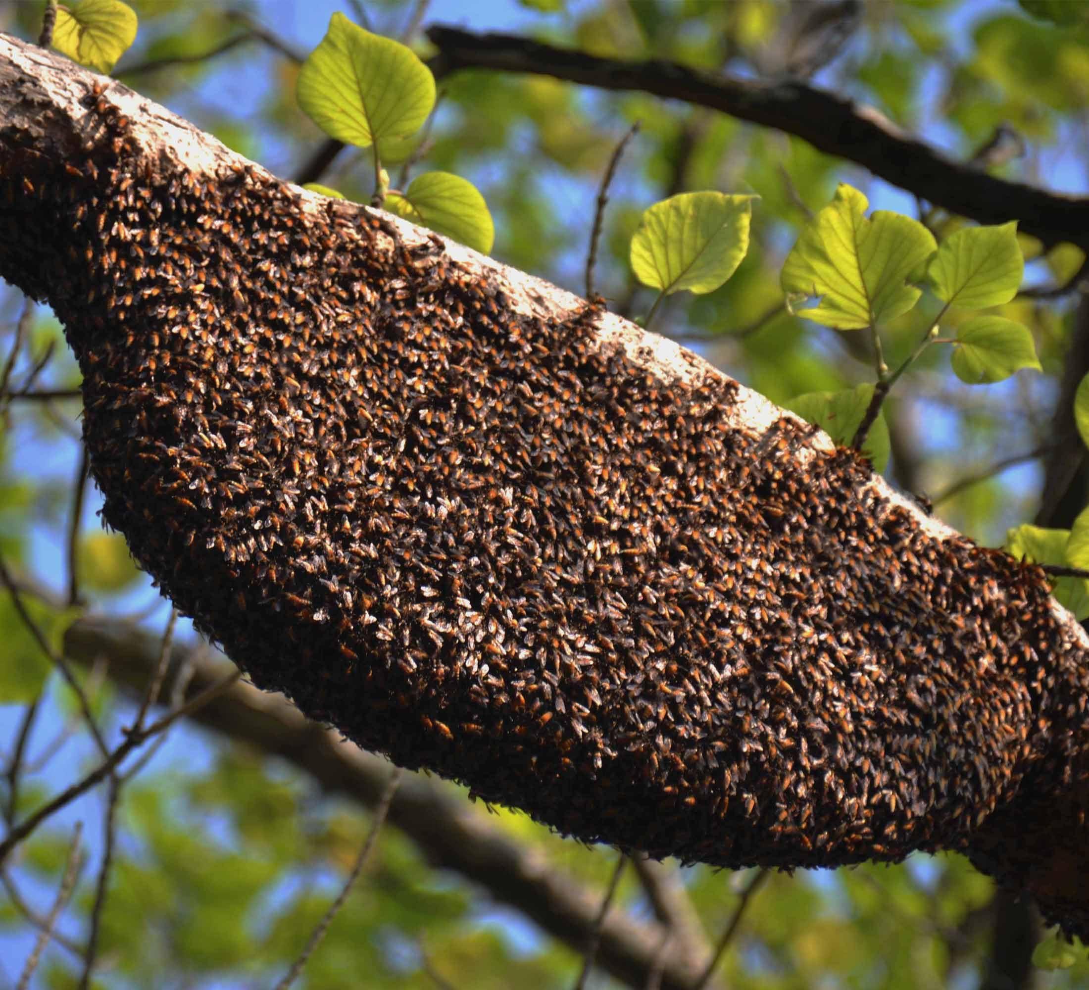 Royal Bee Brothers Royal Bee Brothers | Tribal Natural Forest Honey | Produce of Wild Honey Bees | 100% Raw, Unprocessed, Unheated, Unfiltered, No Chemical, No Adulteration | 250 g