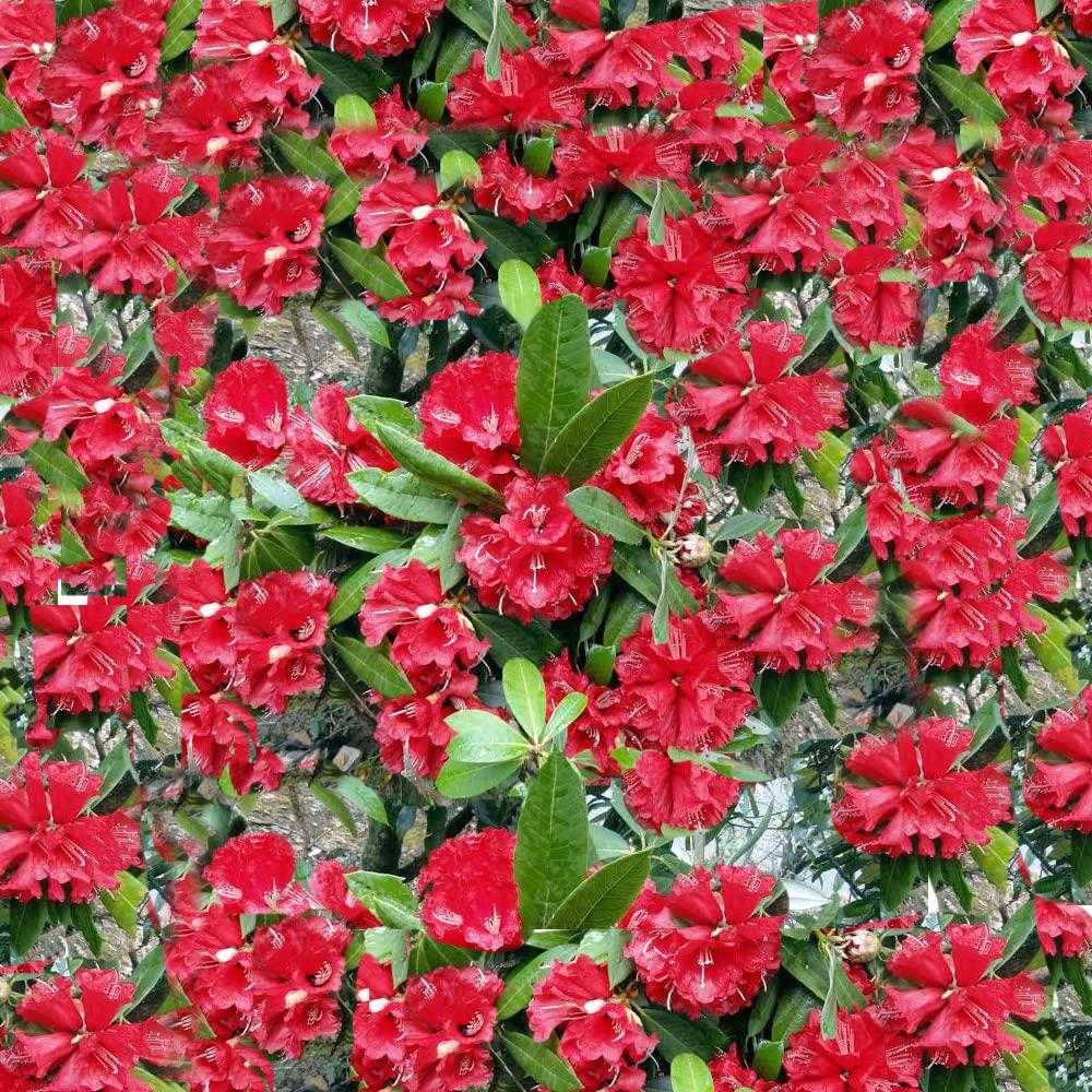 GITAGGED Uttarakhand Buransh CONCENTRATE SUGAR FREE (Sanjeevini Flower) 1Litre GiTAGGED