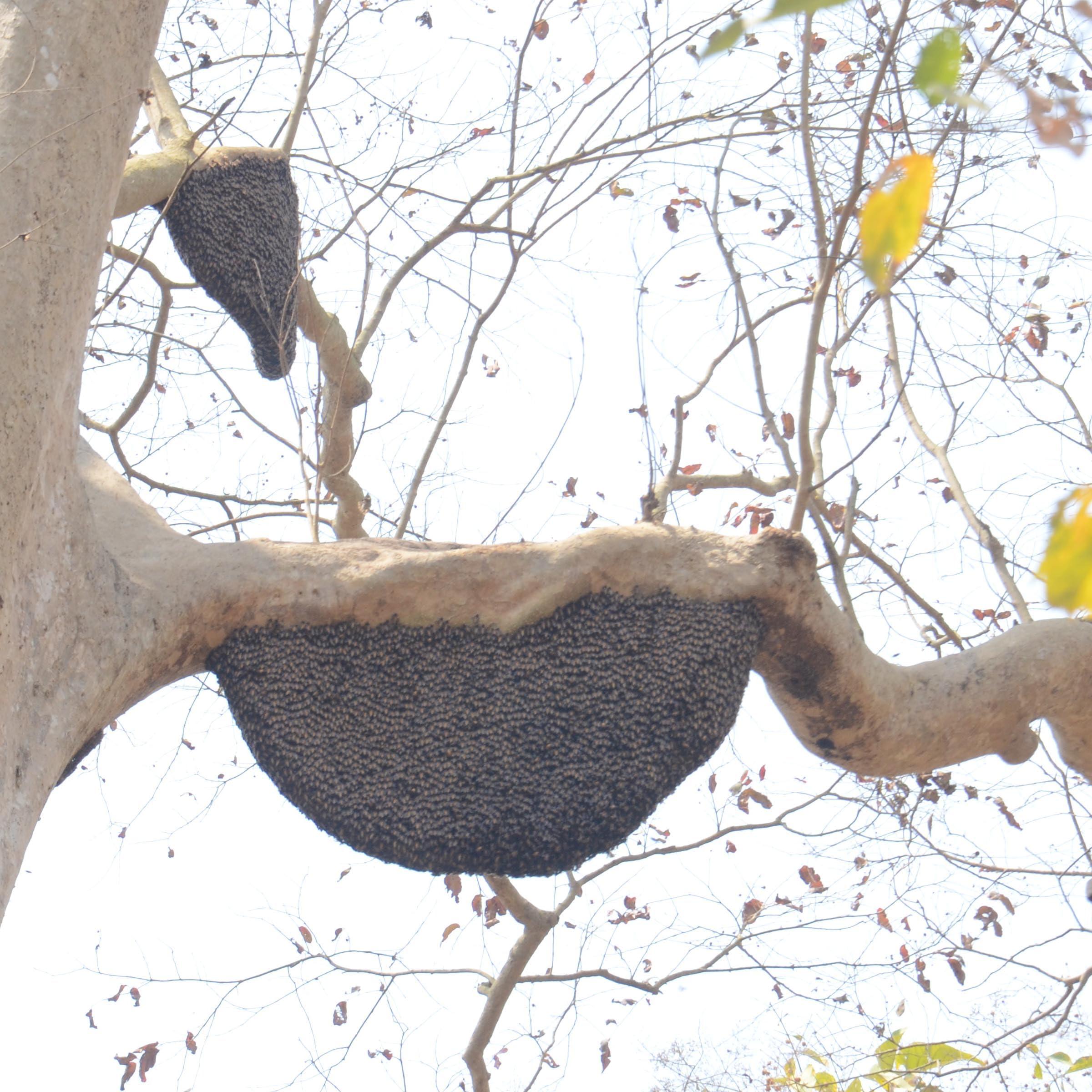 Royal Bee Brothers Wild Forest Raw Honey | Produce of Wild Honey Bee | 100% Pure & Natural, Unprocessed, Unheated, Unadulterated