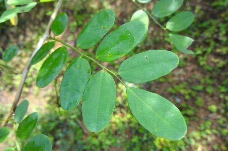 3V PRODUCTS 3V PRODUCTS Elumbotti Ilai Powder 10g | Bone joint Leaves | Murikootipacha | Ormocarpum Cochinchinense for Bone fracture | Bone Strength | Joint Pain