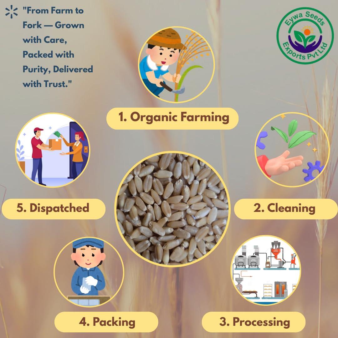 Eywa Seeds & Exports Pvt Ltd SHARBATI WHEAT FLOUR (10 KG) for eating and cooking | Pearl Millet Flour | Produce of India from Organic Farms | BY EYWA