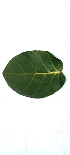 Generic Super Shop Pure Fresh Organic Madar Leaves 15 Pcs indian Ayurvedic Mandar Ke Ped Ka Patta, Patti, Patte - Manar