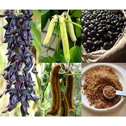 Hardia Hardia kaunch beej Mucuna Pruriens Black Kaunch Seeds (200 Grams)