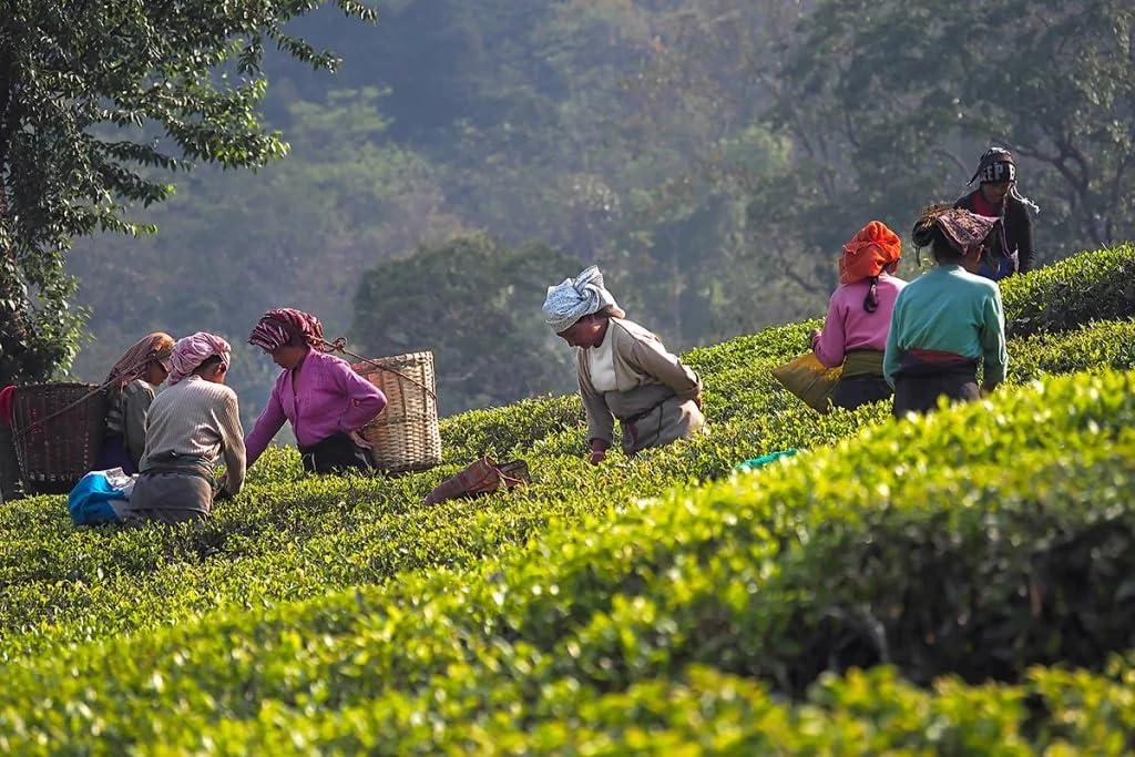 Glenburn Tea Direct Glenburn Earl Grey Pyramid Silk Tea Bag 20pc - Fresh and Direct from Khongea Tea Estate I Savour the Flavour of Premium Leaf Tea