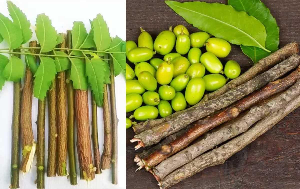 COCAME Fresh Organic Neem Datun Chew Sticks Neem Twigs for Better Tooth, Gems, Fresh Breath and Health/Neem Sticks/Vepa Pullalu / - (50 Pc)