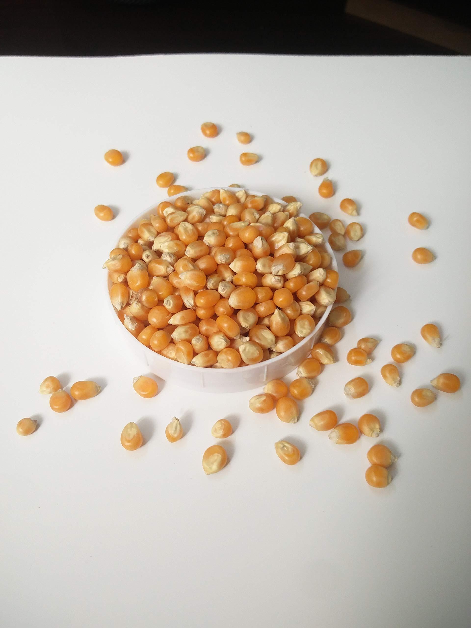 Jioo Organics Jioo Organics Black Cumin | Shahi Jeera | Kala Jeera | Bunium Bulbocastanum | Pack of 1 | 100 Grams