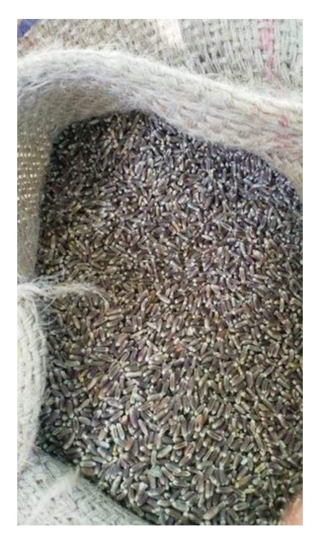 Josan Brothers Josan Brothers Organic Farm Natural Black Wheat Seeds for Farming and Sowing (15 kg)