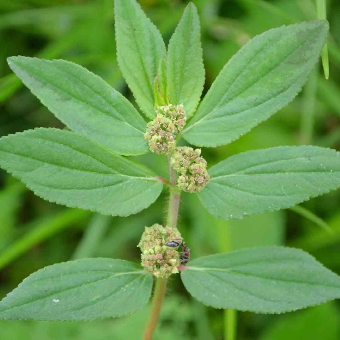 3V PRODUCTS Amman Pacharisi Powder 200g | Euphorbia Hirta Powder | Dudhi Powder (Pack of 2x100g)