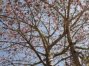 AESHWARG-Anywhere Anytime Shalmali thorn powder, Semal kante, semal forks, semal thorn, calk, bombax ceiba calk, bombax ceiba kante powder (200gm)