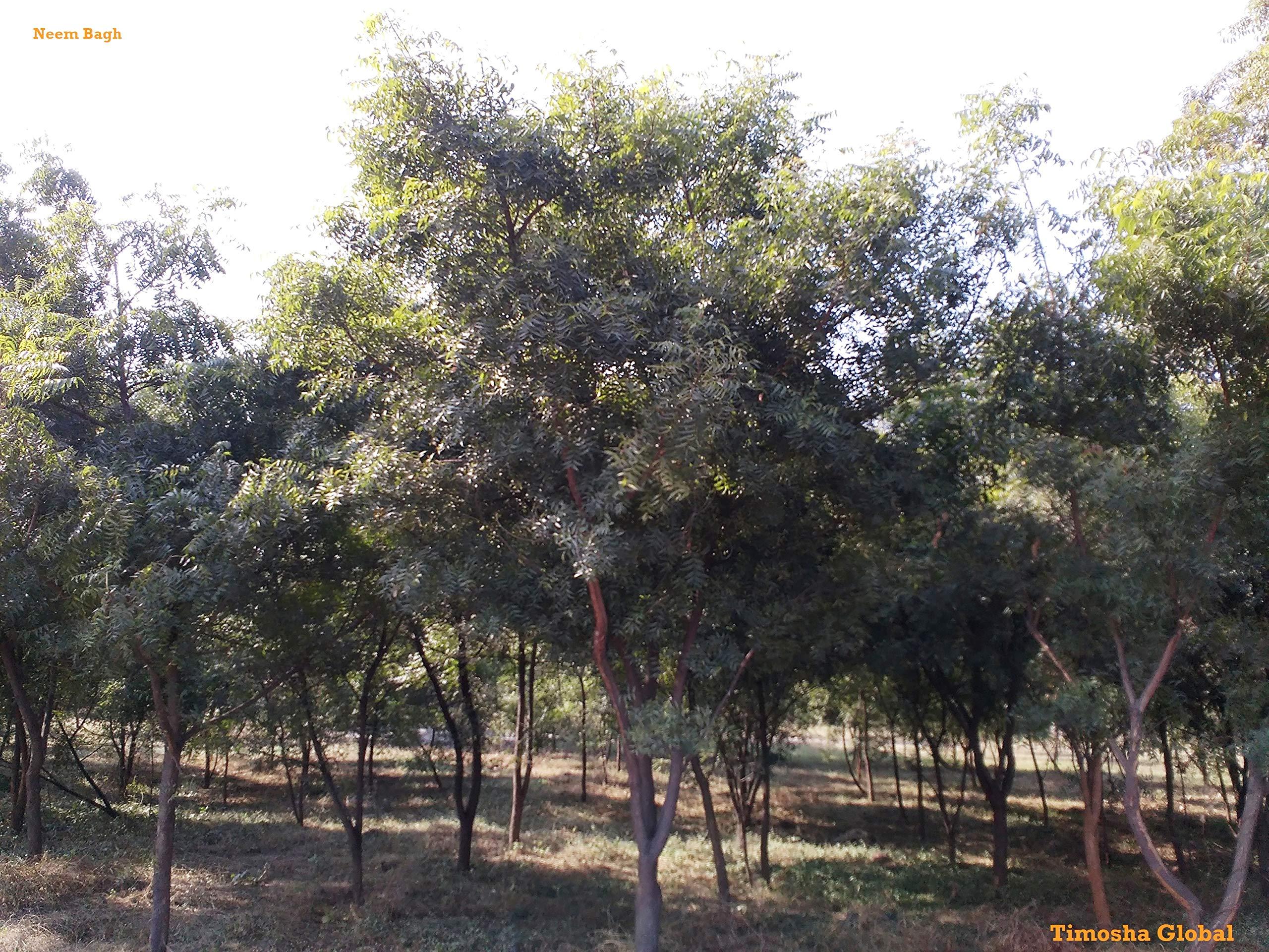 Lata Lata™ || NEEM - Datun|Twig|Datwan|Stick (for overall DENTAL care) || 3 doz.