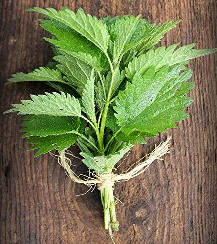 A D FOOD & HERBS A D Food & Herbs Dried Neetle Leaves/Urtica Dioica Natural & Pure (20 Gms)