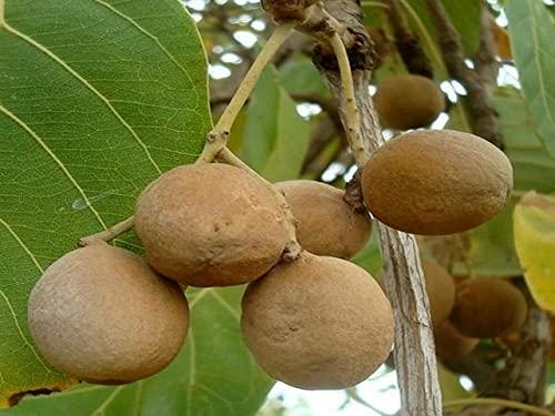 Bihari Brothers Tilkut Chini -500g || Pure Gaya Made - BihariBrothers