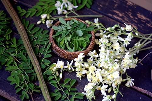 VS Products VS Products Moringa Flower Powder,(200grams) Murungai Poo Powder, Drumstick Flower, Dry Murungai Poovu Powder, For Making Herbal Tea, Soup, Salads, 200g(Pack of 2 X 100gm)