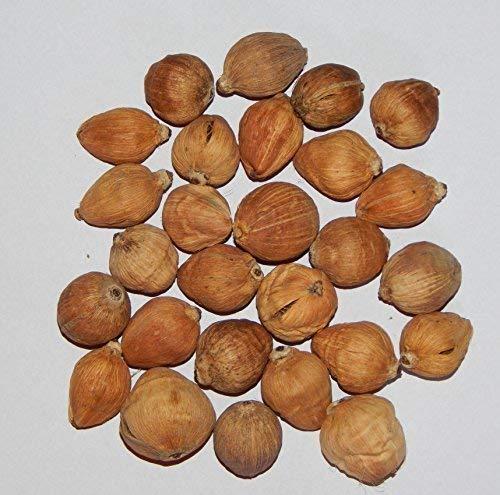 Generic Neeraj- Sreephal/Laghu Nariyal -21 Pc for Pooja