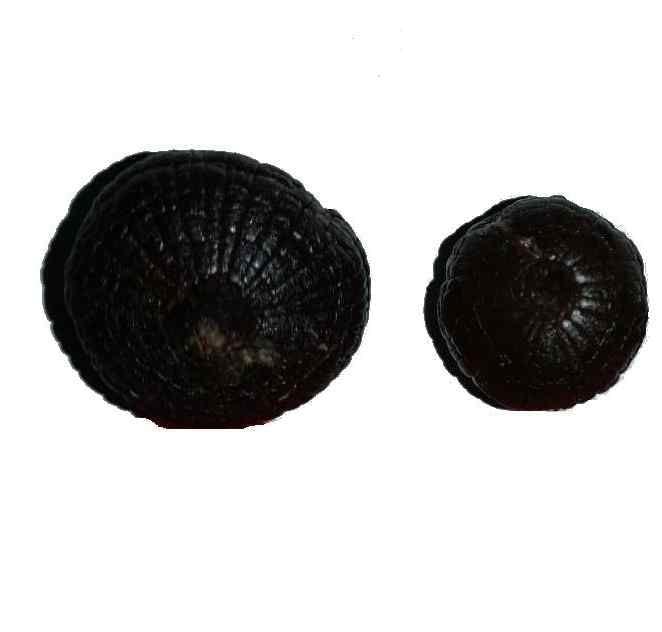 Aaswad Impex Single Clove Black Garlic (425 Grams / 15 OZ) by Aaswad