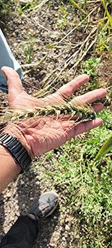 Eywa Seeds & Exports Pvt Ltd Eywa Seeds & Exports Pvt Ltd Organic Black Wheat Flour For Eating & Cooking | Best For Disease (High Blood Sugar Otas) Patient | Non-Gmo | Antioxidants | Very Good For Health (2 Kg)