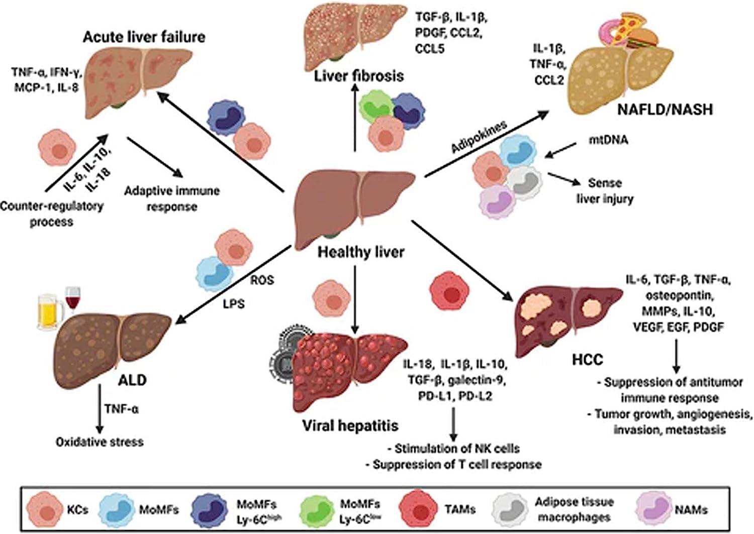 3nh 3NH Milk Thistle & Cordyceps Sinensis Drops,Milk Thistle & Cordyceps Extract Herbal Drop,Cordyceps Sinensis Drops, Powerful Liver Support (2PCS)