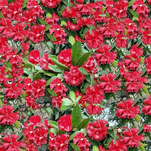 GITAGGED Uttarakhand Buransh CONCENTRATE SUGAR FREE (Sanjeevini Flower) 1Litre GiTAGGED