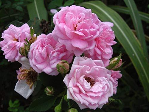 Bare Elixir Bare Elixir Natural Organic Gulkand Prepared Using Damask Rose & Rock Sugar- 500 Grams (Ecofriendly Glass Jar)