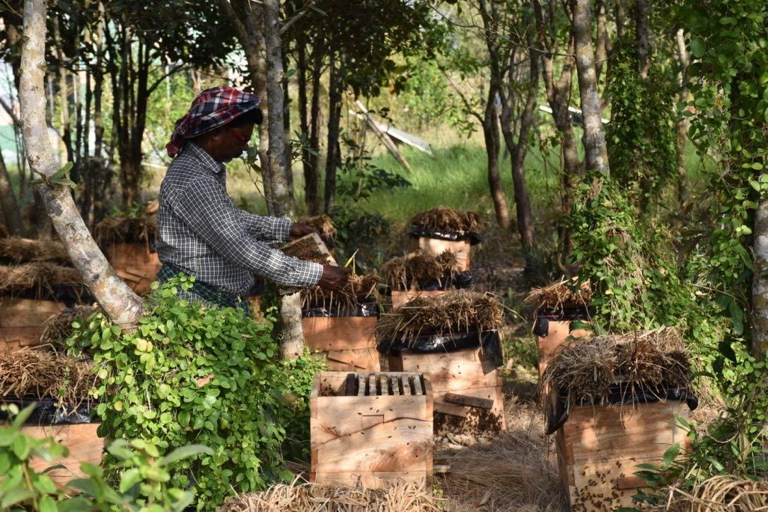 BONPHOOL BONPHOOL Natural Mangrove Honey, 490 Grams x 2 bottles (980 gm)
