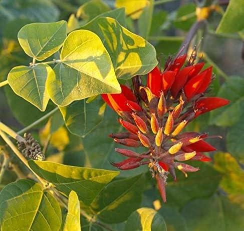 3V PRODUCTS 3V PRODUCTS Kalyana Murungai Powder 1Kg | Pangara | Erythrina Variegata | Coral Tree Leaf for Health Benefits