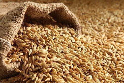 Kartik Export Kartik Export Raw Barley Seeds (Jau), 2Kg