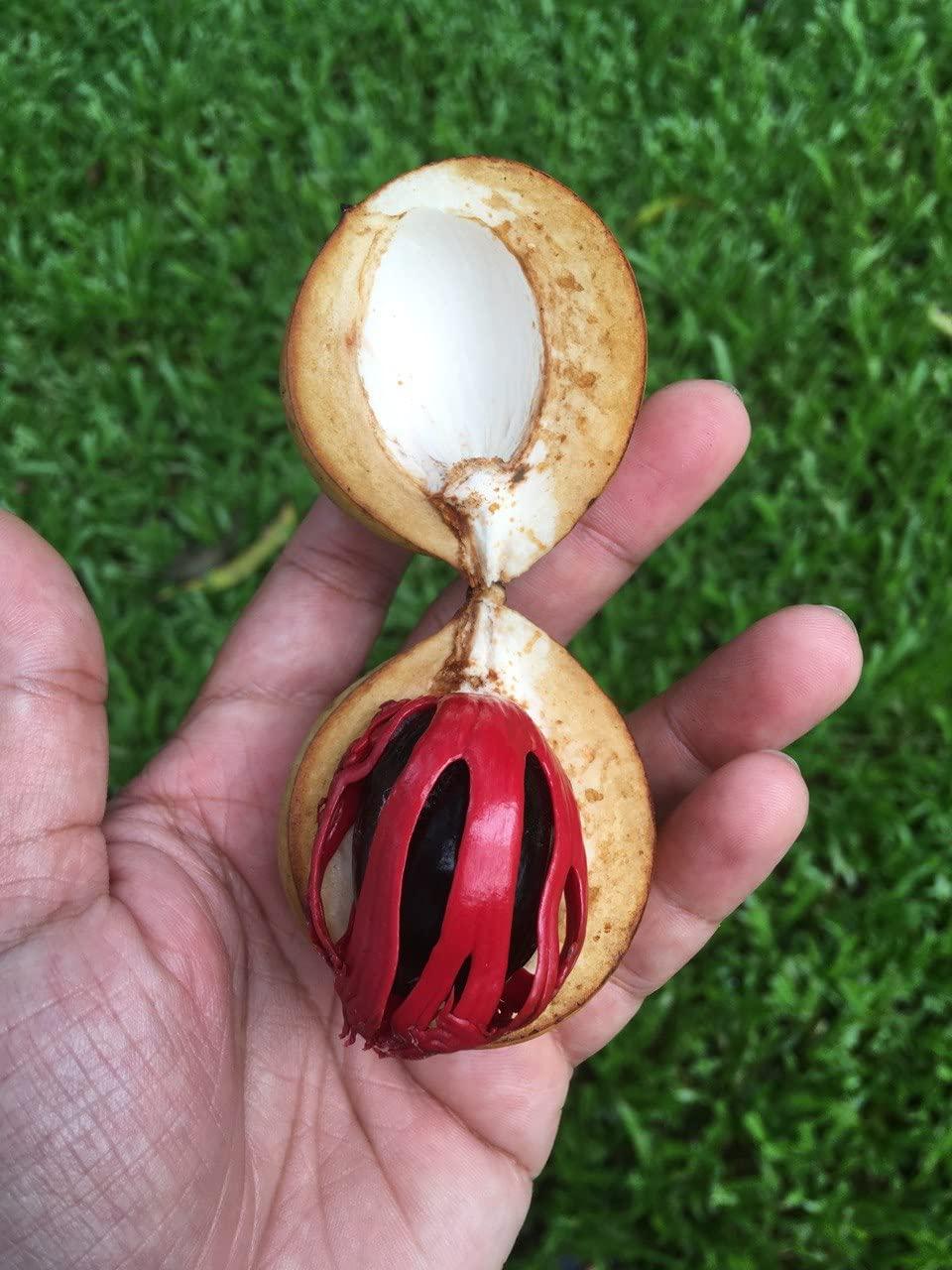 Kuruvinakunnel Tharavadu Farms Nutmeg Mace (Organically Grown | Single Origin | Farm To Table) 20 gms