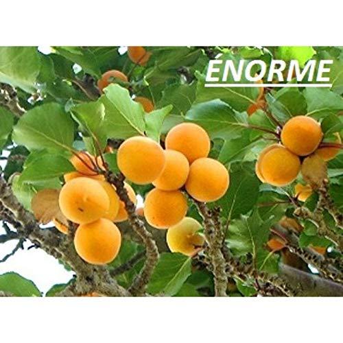 NORME NORME 200 PCS a Lot of Edible Shiny Pink Apricot Seeds Potted Garden Courtyard With Apricot Fruit Seeds
