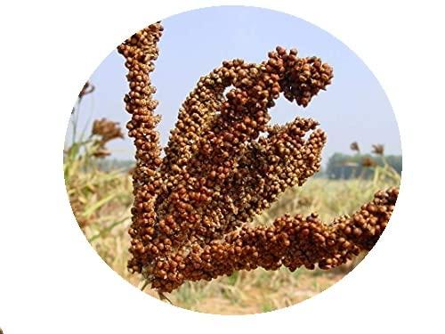 ALSWAMITRA Grain Forests Organic Ragi Whole Grain 1kg (Finger Millet)