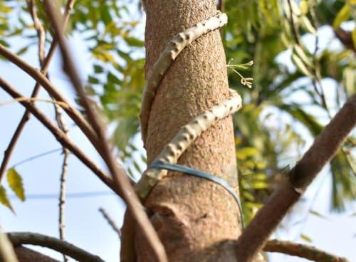 RUKDA RUKDA Giloy stems, Fresh Neem Giloy Plant Stems Giloy Sticks, Guduchi stems Neem Giloy stick 30 cm Long