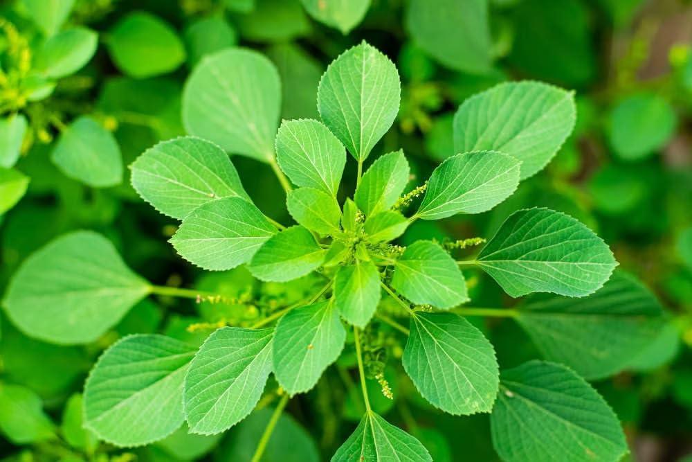 3V PRODUCTS 3V PRODUCTS Kuppaimeni Powder 50g | Indian Mercury | Indian Nettle | Acalypha Indica for Skin | Face | Edible Health Benefits