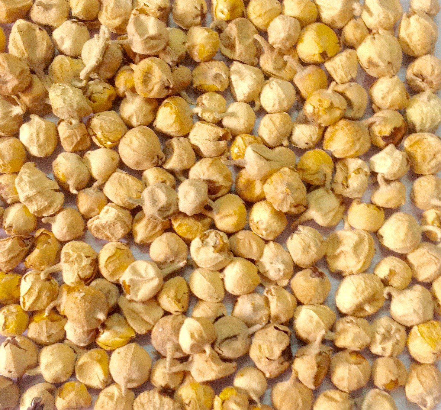 NutrActive Nutractive Paneer Dodi/Paneer Doda - 100 gm