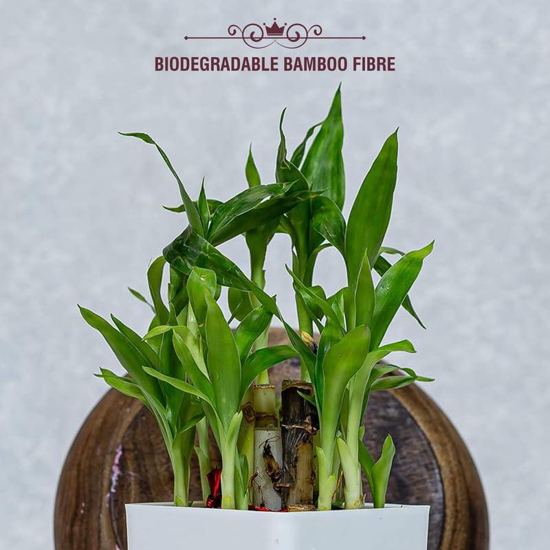 Helium Helium Biodegradable Bamboo Premium Sanitary Pads - (Pack Of 4= 90 Pads,50 Regular Pads XL + 40 Overnight Pads XXL),Pure Cottene,100% Rash-Free-Periods,High Absorbent, High Absorbent, Extra Long