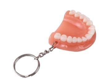 NMD NEXUS MEDODENT NMD Nexus Memodent Dental Lower Jaw with tooth keychain (Pack of 1)
