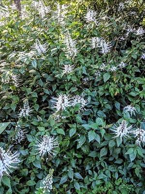 VS Products VS Products Poonai Meesai Powder, 550g, Cat Whiskers Plant, Orthosiphon Stamineus, Java Tea Leaf, Seeraga Tulsi Powder, (pack of 5 x 100g, pack of 1 x 50g)