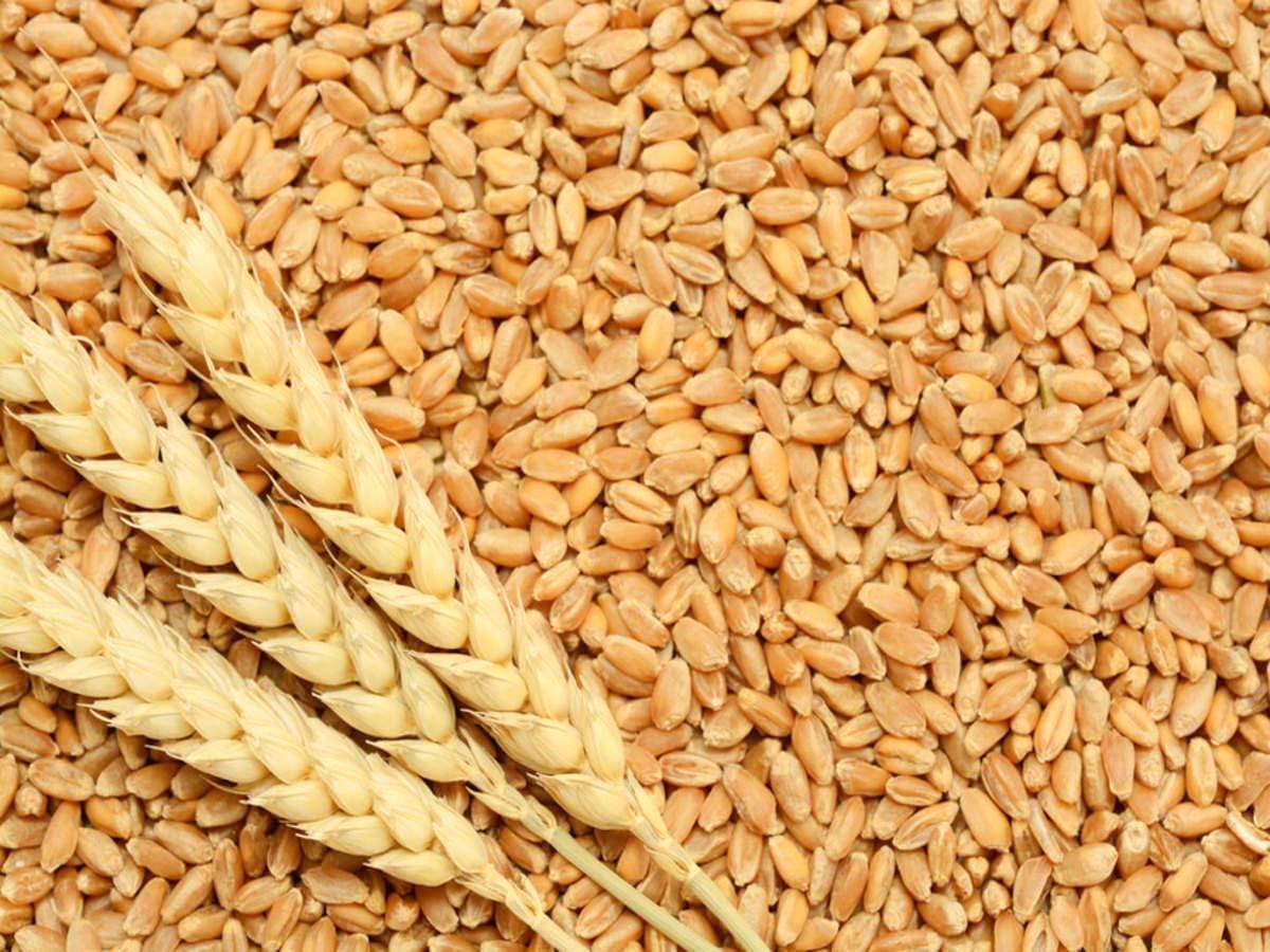 Green World Green World DBW 327 Wheat Seeds for Agriculture & Farming (5 Kgs x pack of 1)