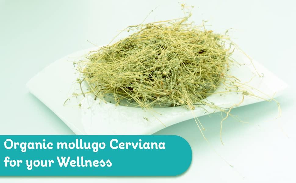 Generic / Parpadagam/Mollugo cerviana/Taph jhad/Grismachatraka -100g - Dhanvanth Herbal Shop