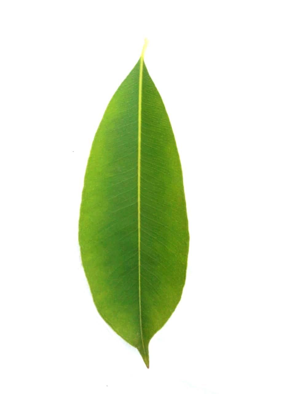 Generic Li6 Pure Dry Jamun Leaves 100 Grams - Jamun Ka Sukha Patta, Patte, Patti - Jamun Dried Leaf
