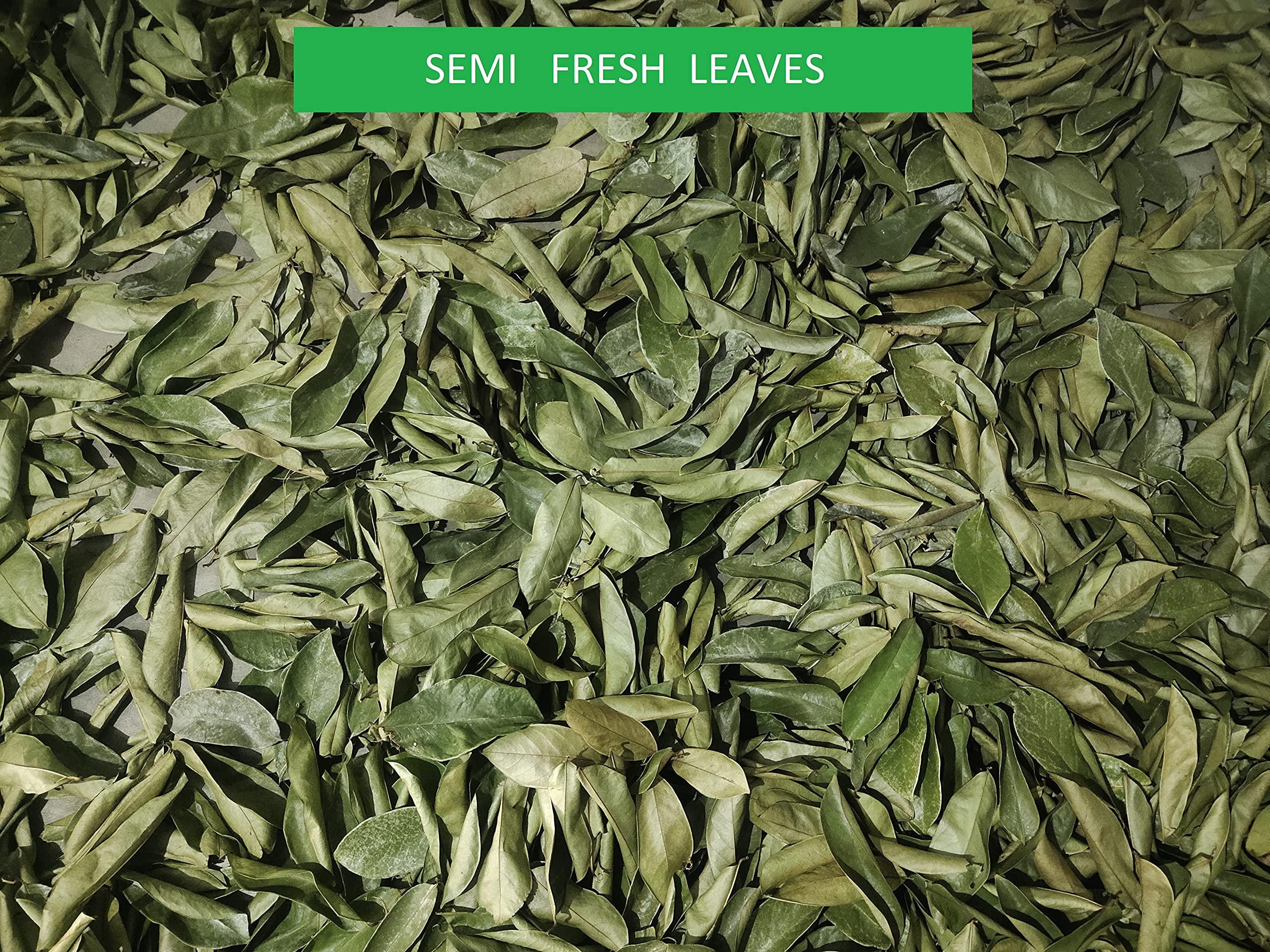 AAUM Creations Soursop Leaves - 400 nos (1 Month pack)
