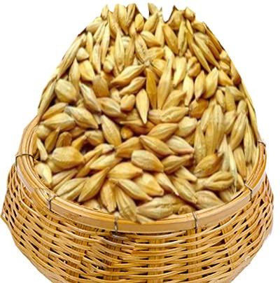 KADAM Organic Whole Grain Barley Seeds |Sabut Jau | Puja Jau , Jao Kalash Making Jao , Sabut Jau Beez (400 Grams)