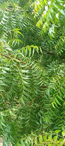 Li6 Li6 - NATURAL ORGANIC NEEM DATUN TOOTHBRUSH STICKS Set Of 12 (Size 9 Inch)