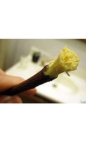 Everything Creations Natural Neem Chew Sticks/Tree Datun Twigs Organic Toothbrush Pack of 20