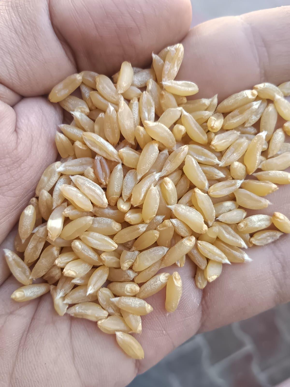 G7 GRAINS KHAPLI WHEAT FLOUR (1 KG) for eating and cooking | khapli gehu atta | Produce of India from Organic Farms | BY G7 GRAINS