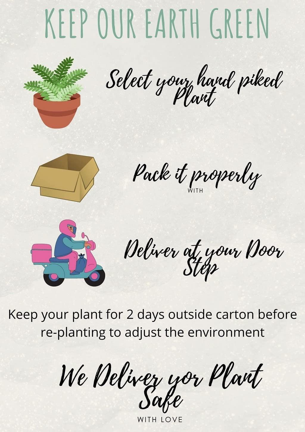 OhhSome OhhSome Regular Turmeric, Curcumin (Curcuma Longa) Hindi Name Haldi, The Medicinal Ayurvedic Plant