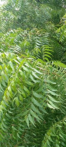 Li6 Li6 - NATURAL ORGANIC NEEM DATUN TOOTHBRUSH STICKS Set Of 12 (Size 9 Inch)