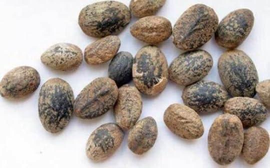Generic GODSOWNCOUNTRYIN Croton Penduliflorus Seeds - Aworoso Seed, Croton Tiglium Seed, Habbatul Muluk, Jamalgota Medicinal Seeds for Herbal Healing 200g