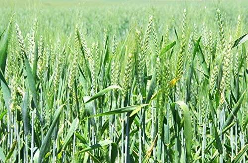 Green World Green World DBW 327 Wheat Seeds for Agriculture & Farming (500 Gms x pack of 2)