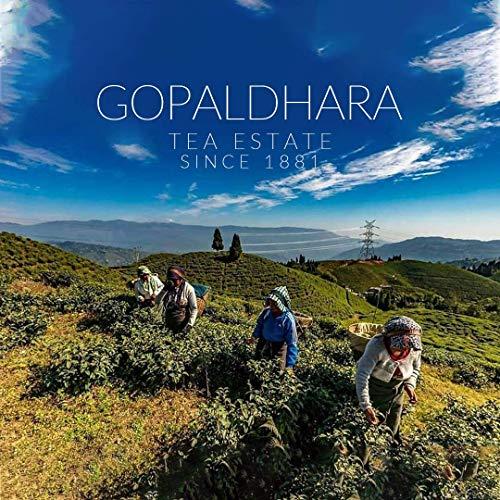 GOPALDHARA Gopaldhara Darjeeling Jethikupi Winter Frosted Oolong Tea 50g Tin Can - (Royal Series) FTGFOP1 Whole Leaf Tea from the Highest Elevation 7000 Feet