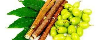 Lata Lata™ || NEEM - Datun|Twig|Datwan|Stick (for overall DENTAL care) || 3 doz.